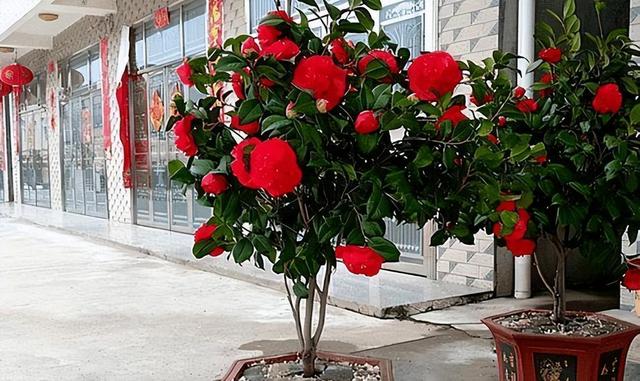 它被誉为“茶花之王”，香气馥郁，花色艳丽，花期长达小半年
