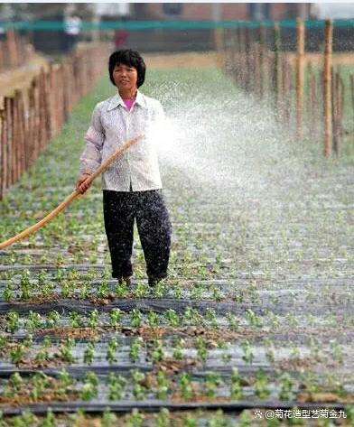 防止菊花叶子脱落变黄的方法