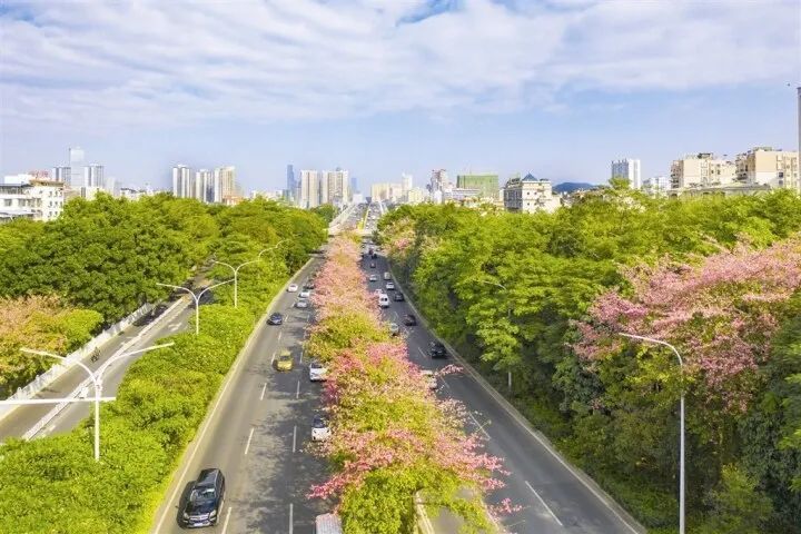 花化、绿化、美化，邕城焕发新魅力