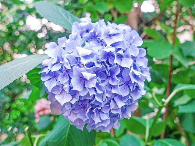 春夏季养绣球，避开4个“怕处”，不然满头花苞，也容易功亏一篑