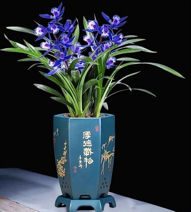 阳台有空地，选一盆“蓝色”四季兰，高雅大气，花开后仙气十足