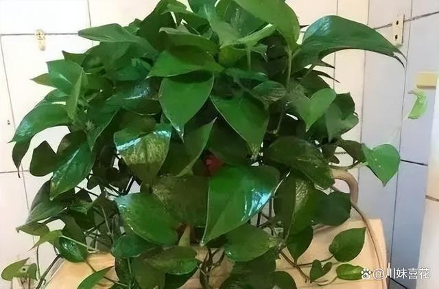 4种过期的小药片，用来养花状态好，根系健壮叶片油绿有光泽