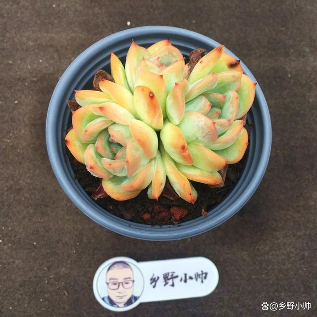 分享精品多肉，群生的小老桩，一起看看吧