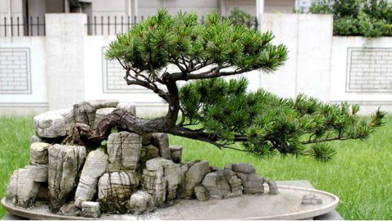 关于庭院造型树你知道哪些？