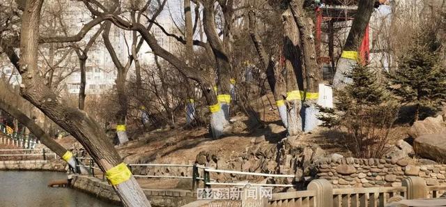哈市园林春整深入推进，已修剪树木19万株，清理绿地356万平方米