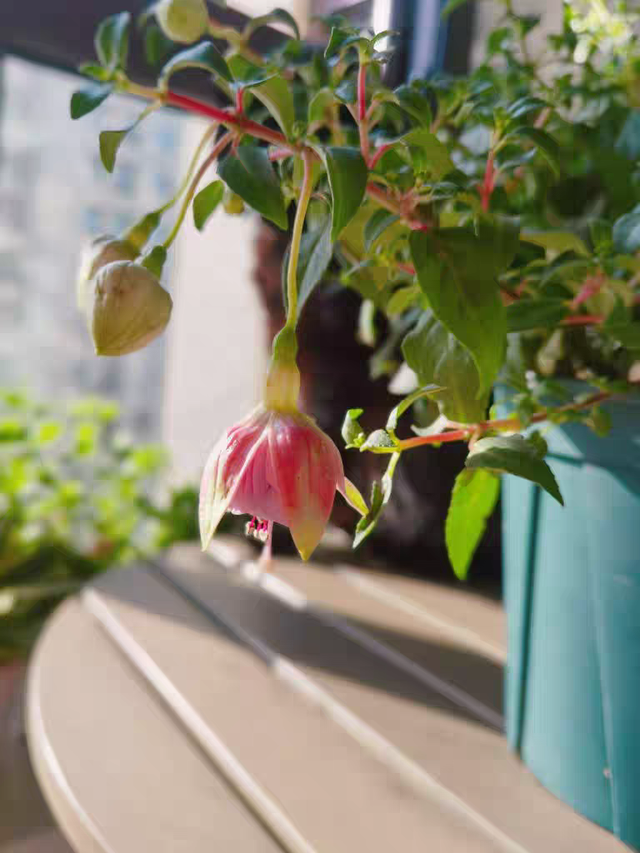 春天的阳台想要鲜花盛开，适合种这4种花
