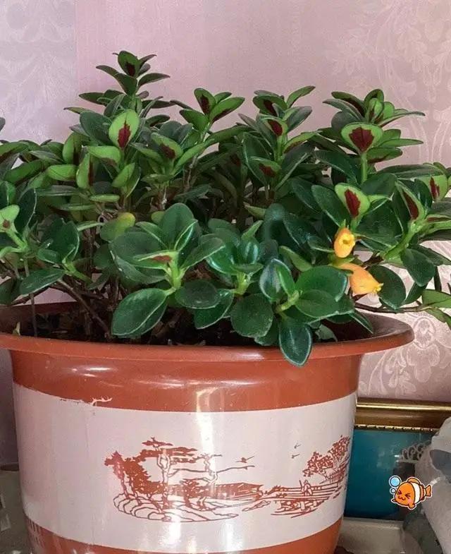浇花时，巧用“3种水”，枝叶油光发亮，花朵鲜艳更旺盛