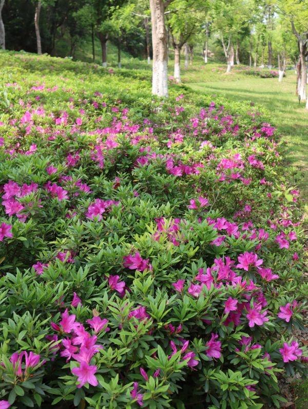 武汉“春赏花”切入杜鹃花海频道