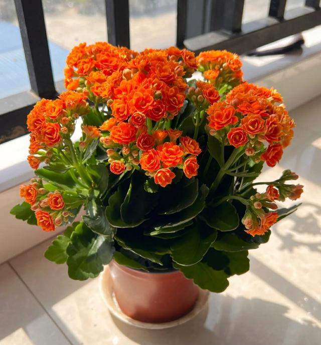 冬季养长寿花，需要做好4件事，不然难以开花，浪费时间