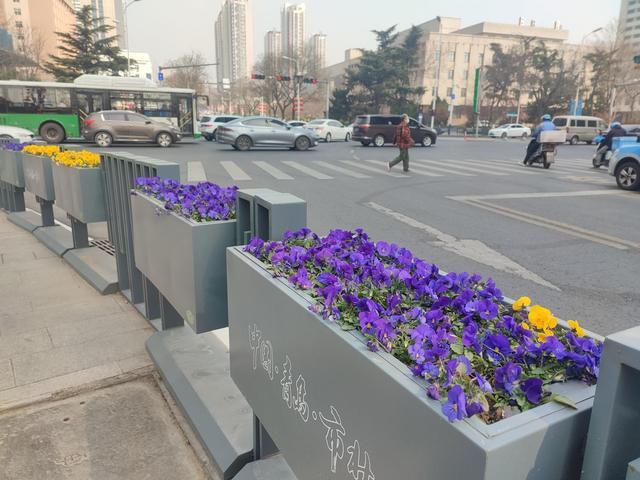 一路繁花一路景 山东路绿化提升