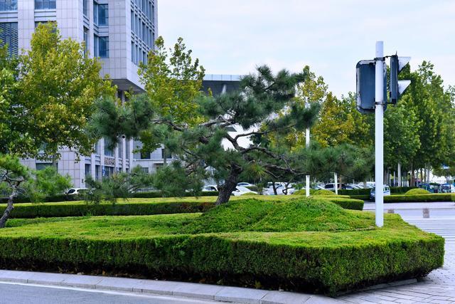 寿光园林建设集团：精细化绿化管护 养出如画秋景