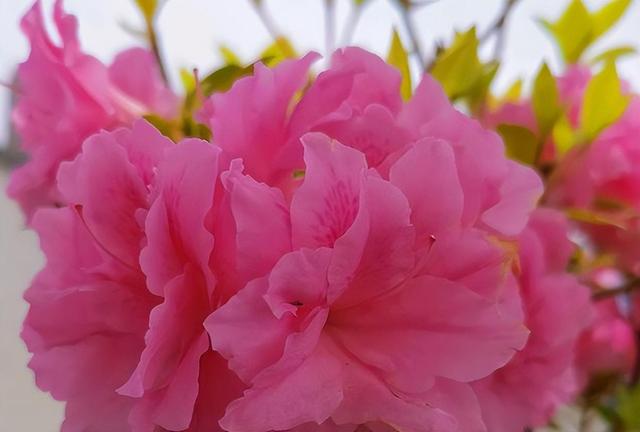 新手养杜鹃花，就选安酷杜鹃“康乃馨”，皮实好养，多季有花赏