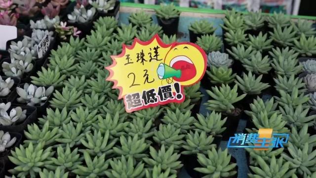 家里养花有啥讲究？这几点要注意