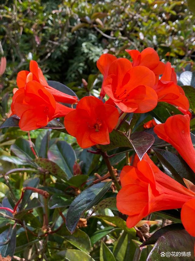 高山杜鹃花“撒克逊辉光”