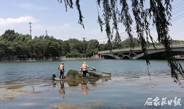 园林绿化再提质 扮靓城市再添彩 石家庄市城市水系园林中心精细化管护再提质