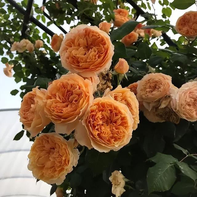 “月季贵族”玛格丽特王妃，花如其名高贵美丽，花量大到令人惊叹