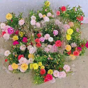 7种漂亮花，越热越“出彩”，6、7月养花首选，适合新手