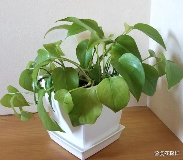 这4种“懒人花”，怎么捣腾都不死，最适合新手养！