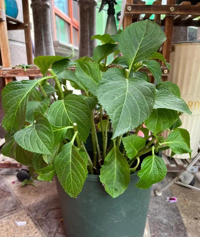 开花后的绣球花，做好4个“细节”，新枝粗壮，花量翻倍！