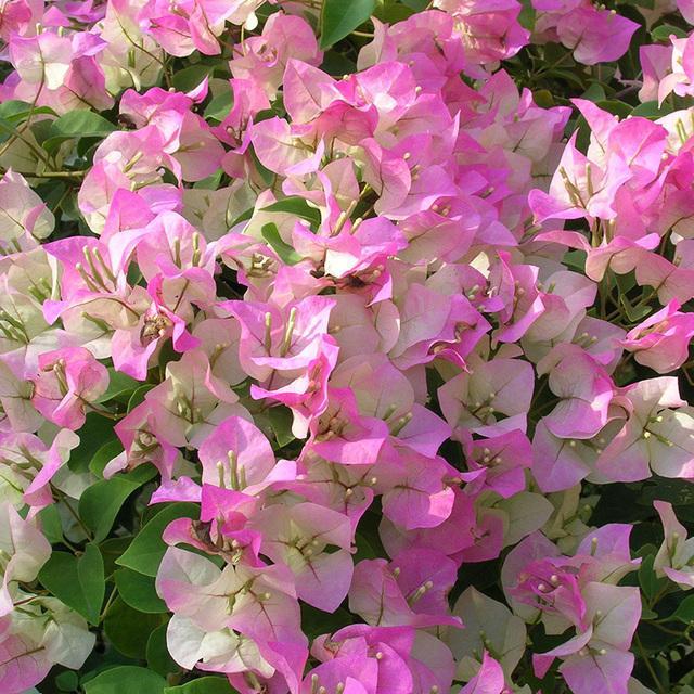 秋季养这5种花，再不舍也要“剪光花苞”，不剪掉明年无花可赏