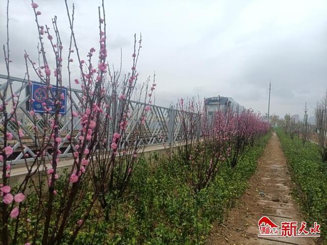 不负春光好时节天水园林绿化正当时