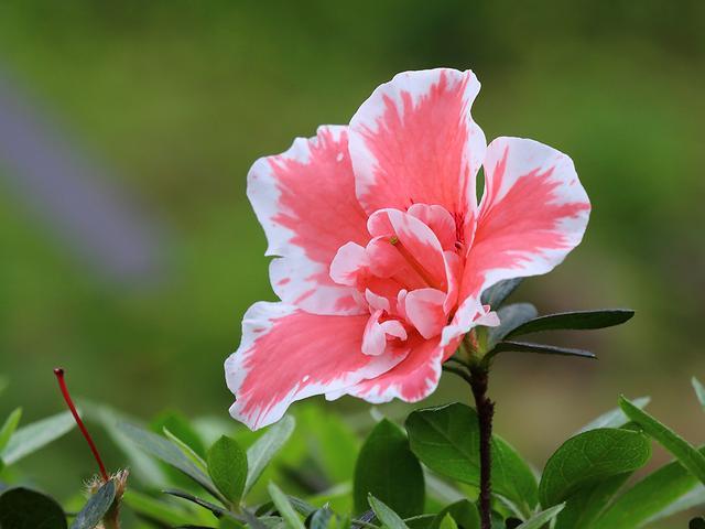 不是所有的花卉都喜欢沙土，有些花卉用沙土栽培，反而适得其反
