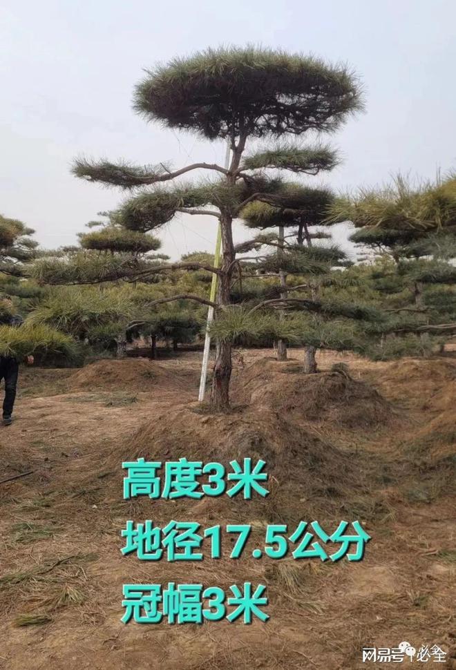 松树成为我国城乡绿化的一道美丽景观