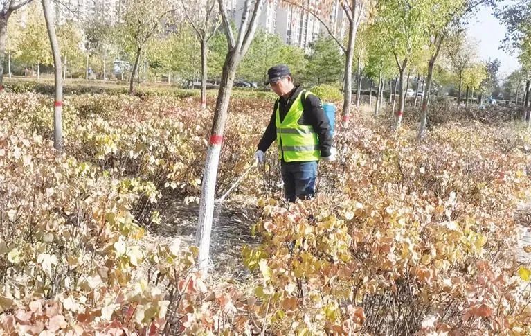赛罕区园林部门全力做好秋季绿化养护工作