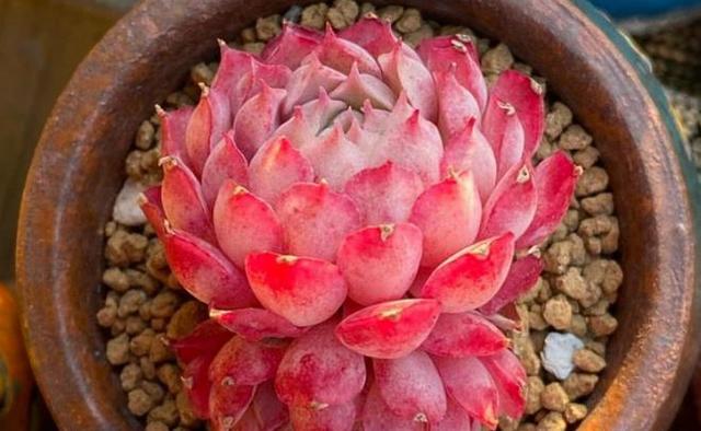 温度高，8种花再旱也“不能喷水”，不是唬人，都是花钱买的教训