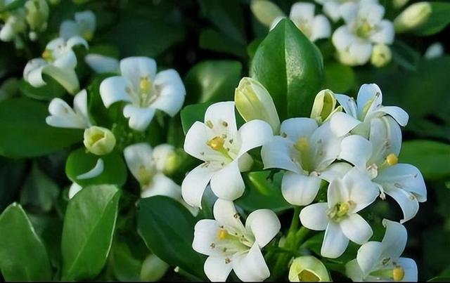 院子里养九里香花，花香清香典雅，让人心旷神怡