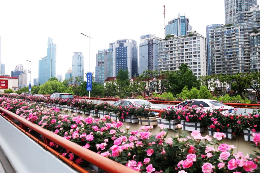 公园城市建设中的立体绿化，你知道哪些