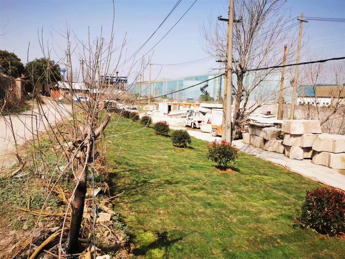 “渣滓路”变成绿化带，武汉东湖风景区马路办公解民忧