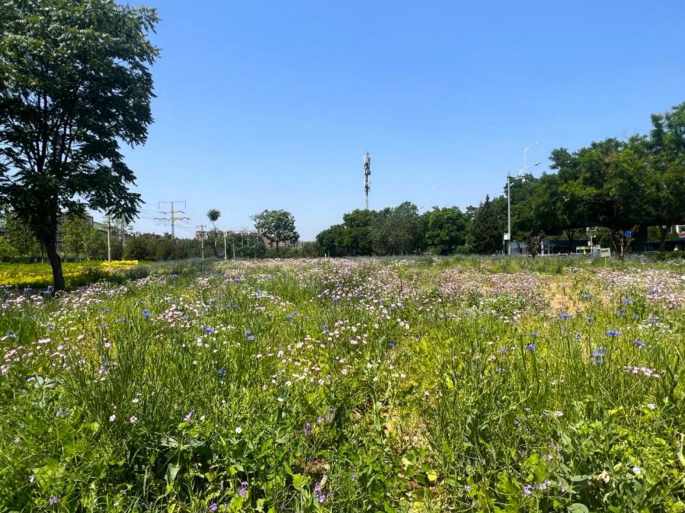 1300多公頃荒地變綠地 海澱區“揭網見綠”提升城市面貌