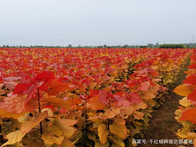 植物界的调色盘——彩叶树