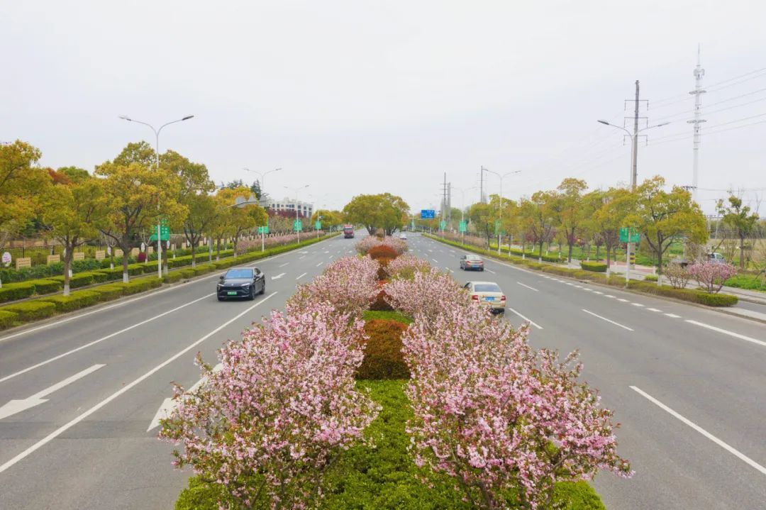 一路繁花相伴，崇明这条花路真浪漫！