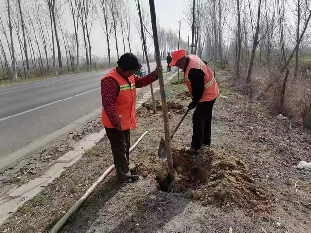 武城公路分中心开展春季路树绿化抚育