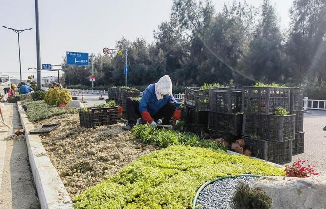 3处道路交叉口绿化提升工作完成