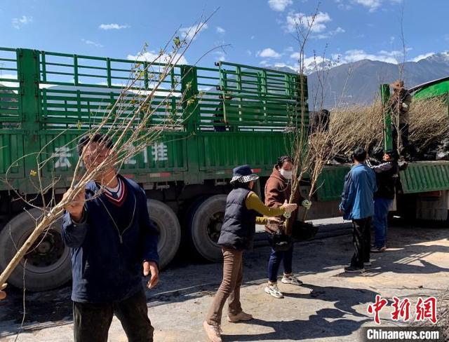 西藏芒康：国土绿化添新绿