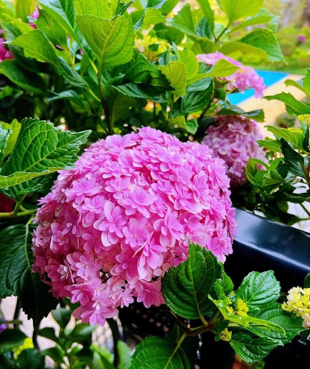 开花后的绣球花，做好4个“细节”，新枝粗壮，花量翻倍！