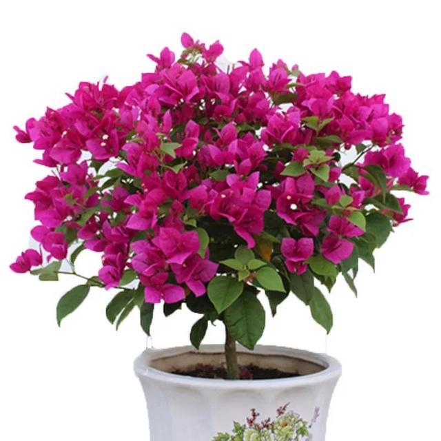 五一后，5种花要“富养”，“吃饱喝足”才能猛开花