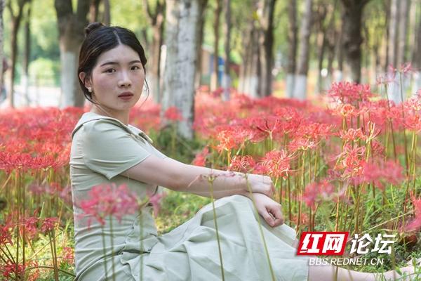 绿化带里还藏着多少惊喜？坐标长沙岳麓区：彼岸花盛放