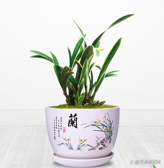 矮种兰花帝王妃的养护秘诀，让你也能成为养花达人！