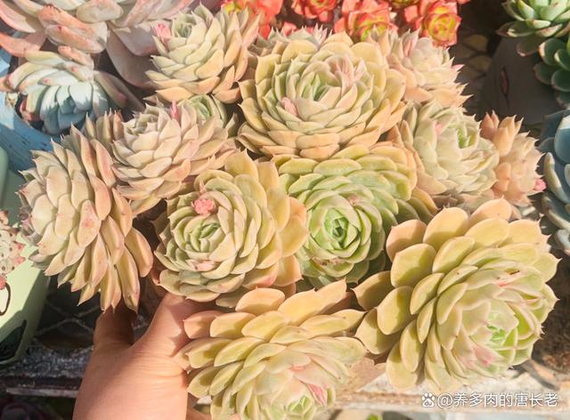 多肉昂斯诺度夏难吗？夏天应该怎么养？只花3分钟就让你了解清楚
