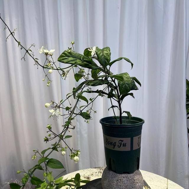 归纳了养花的10条养殖技巧，对栽培花卉有很大的帮助，在家轻松养