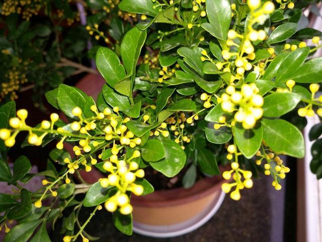 养盆米兰花，开完一茬又一茬，花瓣金黄色，四季都能开花