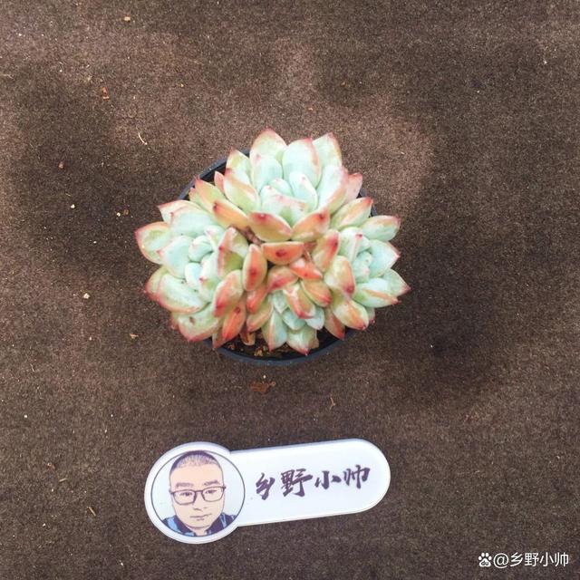 分享精品多肉，群生的小老桩，一起看看吧