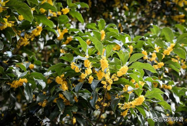 超好闻的“活香水”，家里养1盆，花香满屋，越闻越健康！