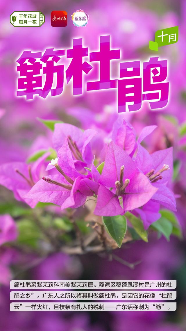 簕杜鹃，与广州“双向奔赴”的“绿化明星”