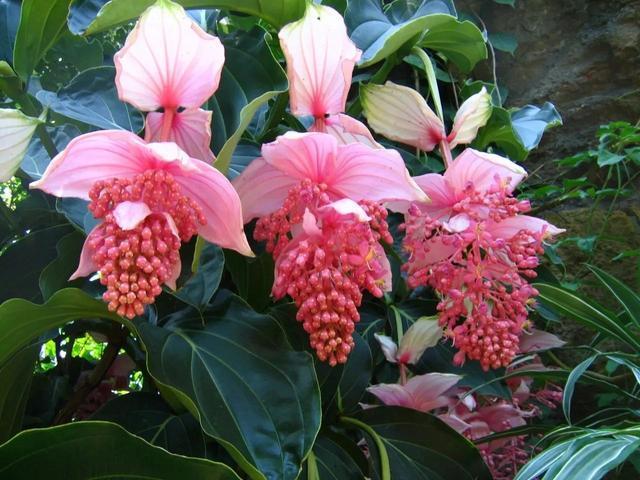6种“娇贵花”，买之前要做好预算，不过再贵，入手一盆也不亏