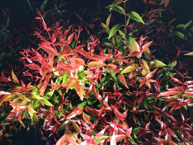 家里光线不好？6种耐阴花，生长茂盛绿油油